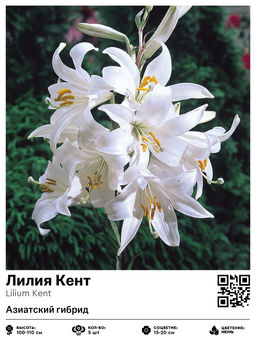 Лилия Кент (Азиатский гибрид)
