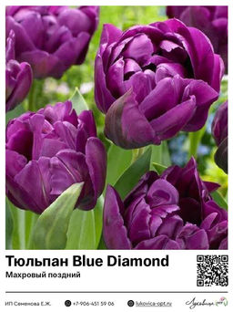 Тюльпан Blue Diamond (Махровый поздний)