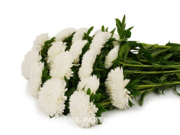 Астра китайская Свадебный Вальс - Партнер фото 4