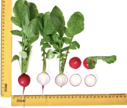 Редис Черриэт - Партнер фото 4