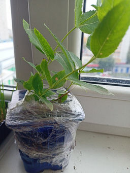 Ширококолокольчик (платикодон) белый