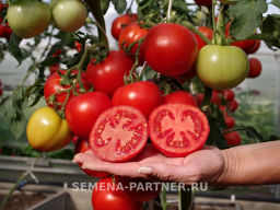 Томат Липинец - Партнер фото 5