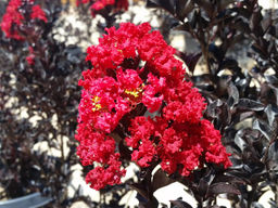 Лагерстремия индийская Блэк Даймонд Бест Ред