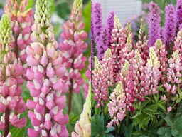 Люпин Шателейн - Долина роз фото 2