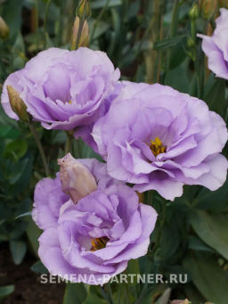 Эустома срезочная махровая лиловая Мадам Марсо - Партнер фото 4