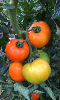 Томат МАНДАРИНОВАЯ ГРОЗДЬ