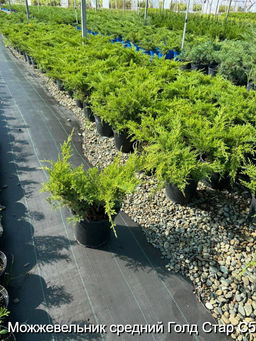 Можжевельник средний Голд Стар С5 - Park rose фото 2