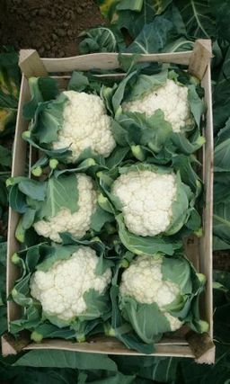 Капуста цветная МОВИР 74  Неприхотливый, высокоурожайный сорт! Чемпион по питательным и диетическим свойствам!