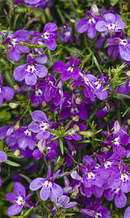 Лобелия ампельная ЛИЛОВЫЙ КАСКАД Великолепная лавина нежных цветков!