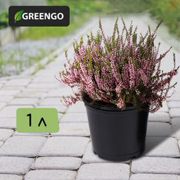 Цена за 70 шт. Горшок для рассады, 1 л, d=13 см, h=10.5 см, чёрный, Greengo