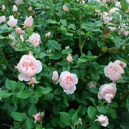 R525 ХЕРИТЕЙДЖ