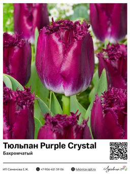 Тюльпан Purple Crystal (Бахромчатый)