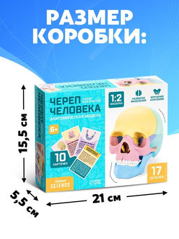 Набор для опытов Череп человека, анатомическая модель - Эврики фото 2
