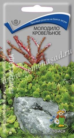 Молодило кровельное (ЦВ) (М) 0,01гр.