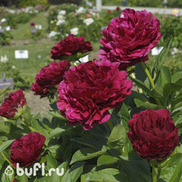 ca7fd5b054a2de8c4034a18938056ae43vujt31txapmc4e5hl