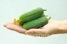 Огурец партенокарпический Хоббит - Партнер фото 6