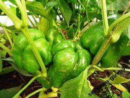Сладкий Перец — Урожайный Гусева