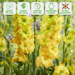 Гладиолус Блитц 5 шт