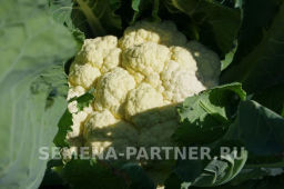 Капуста цветная Смилла - Партнер фото 6