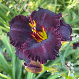 Лилейник Black Velvet Baby (Гофрированный) - Голландские луковицы фото 3