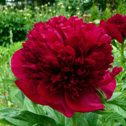 ПИОН Рэд Шарм Разбор 2/3 n Кол-во упак., шт 1