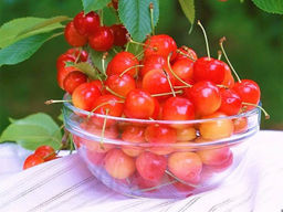 Черешня Франц Иосиф - Долина роз фото 2