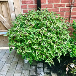 Персикария Горец Purple Fantasy (Мелкоголовая) - Голландские луковицы фото 2