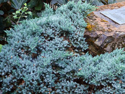 Можжевельник чешуйчатый Блю Стар - Долина роз фото 5