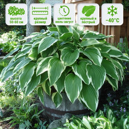 Хоста Антиох