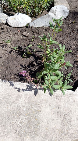 Шалфей дубравный Роуз Квин