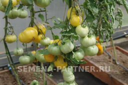 Томат Прелесть Роузы - Партнер фото 7