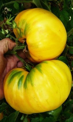 Томат УРАЛЬСКИЙ ГИГАНТ ЛИМОННЫЙ  Коллекционный сорт! Ценится за крупноплодность и высокие вкусовые качества! Аромат с нотками лимона!