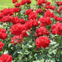 R416 РЕД БЕРЛИН