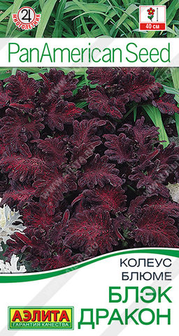 1502A Колеус блюме Блэк дракон 10шт