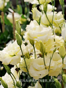 Эустома срезочная махровая желтая Мадам Ноулз - Партнер фото 7