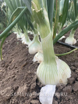 Лук репчатый Комета - Партнер фото 3