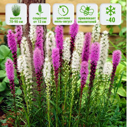 Лиатрис микс (Liatris Mix) 10шт