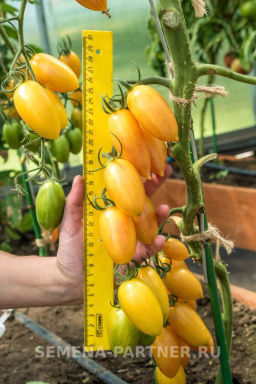 Томат Котя - Партнер фото 6