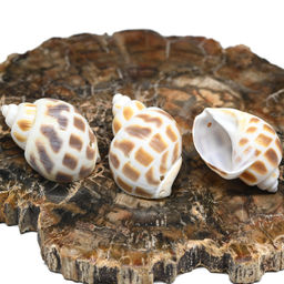 Ракушки природные "Пятнистая бабилония" 15*30мм, 3 ракушки Радуга камня