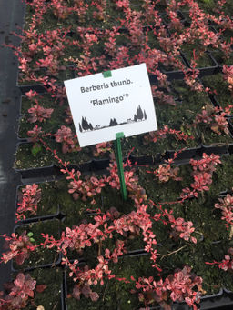 Барбарис тунберга Фламинго