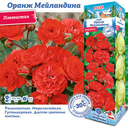 Роза Оранж Мейландина (Плетистая) 1шт