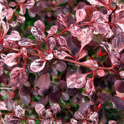 Барбарис тунберга Пинк Перфекшн - 7цветов фото 2