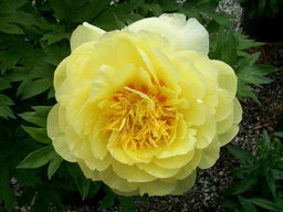 Пион Bartzella (Барцелла) - Долина роз фото 2