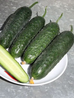 Огурец Мадрилене F1 5шт. (Семко)