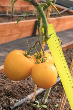 Томат Желтая Империя - Партнер фото 8