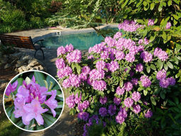 Рододендрон Катевбинский Грандифлорум