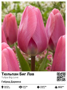 Тюльпан Big Love (Гибрид Дарвина) - Голландские луковицы фото 5