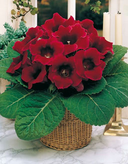 ГЛОКСИНИЯ Этойль Дэ Феу Разбор 5/6 Кол-во упак., шт 2