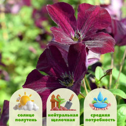 Клематис Роял Велюр - Долина роз фото 2