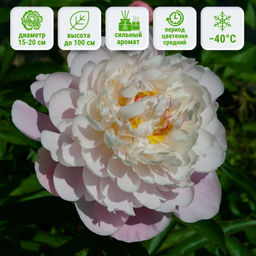 Пион Катарина Фонтайн